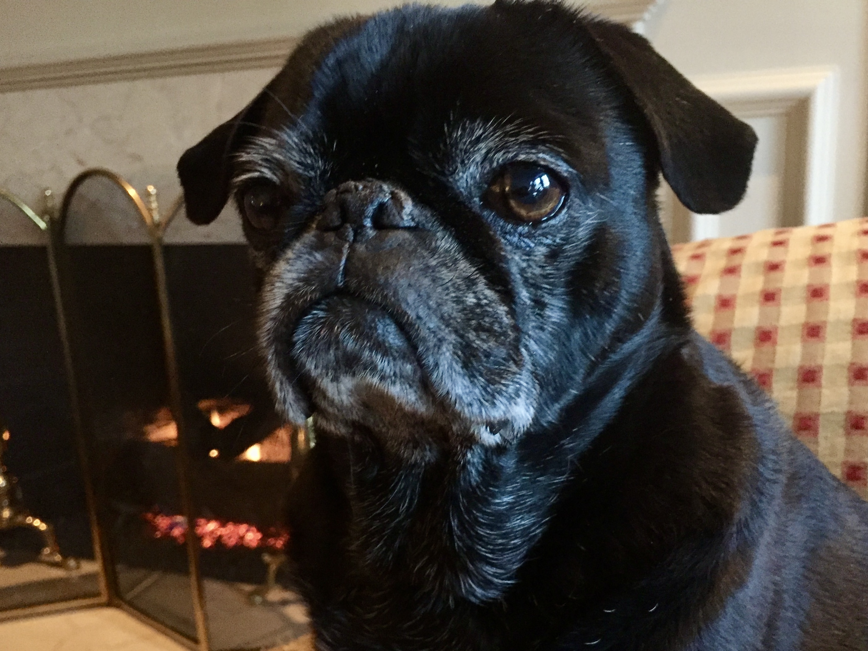 Black pug with a grey muzzle looking off the the side while sitting near the fireplace