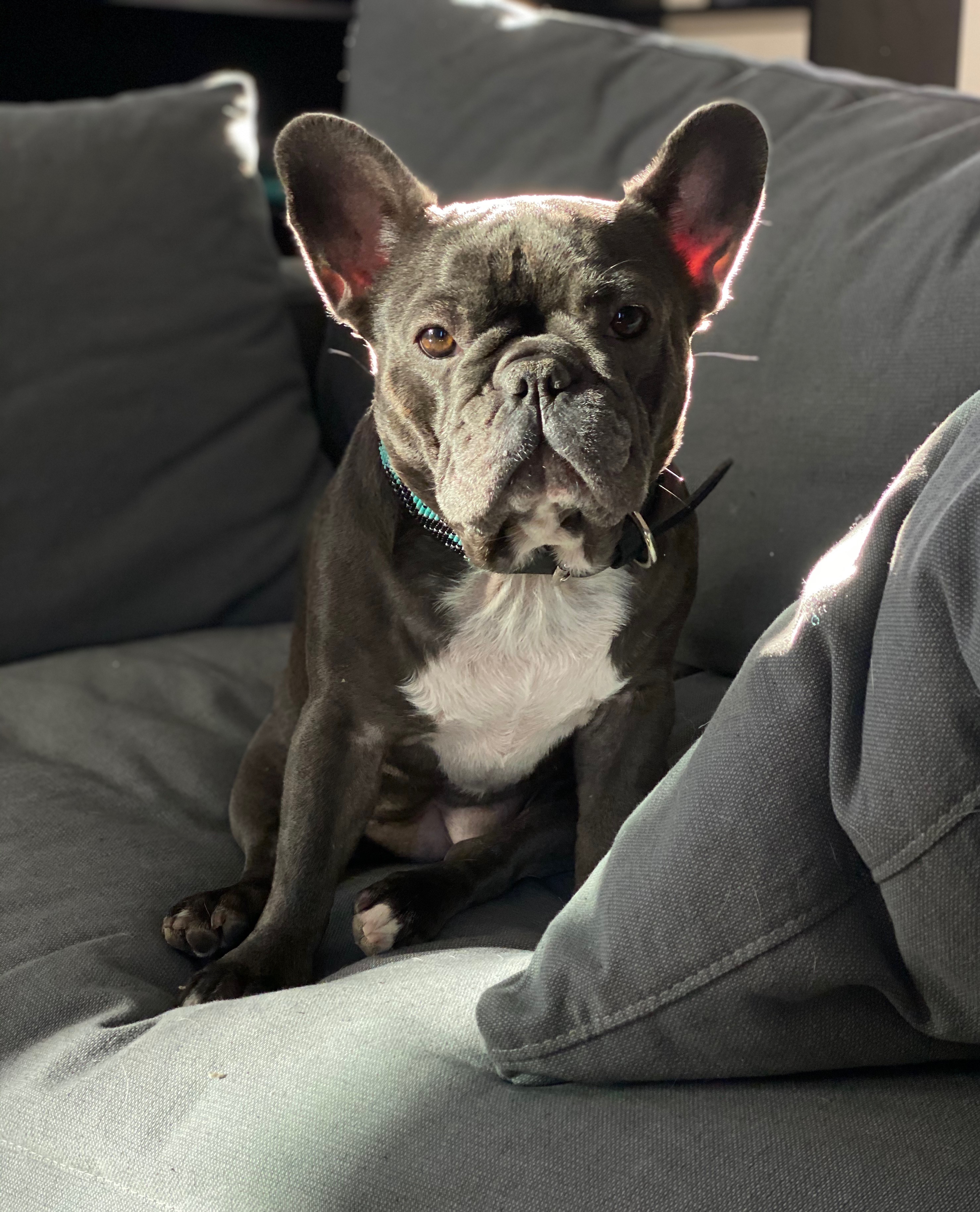 Grey French Bulldog sitting on a couch.