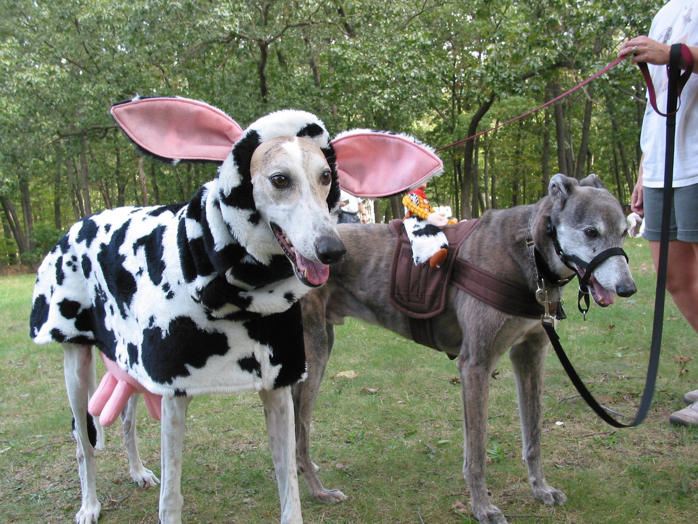 Ideas For Making Pet Therapy More Fun And Exciting Greyhound Articles Online