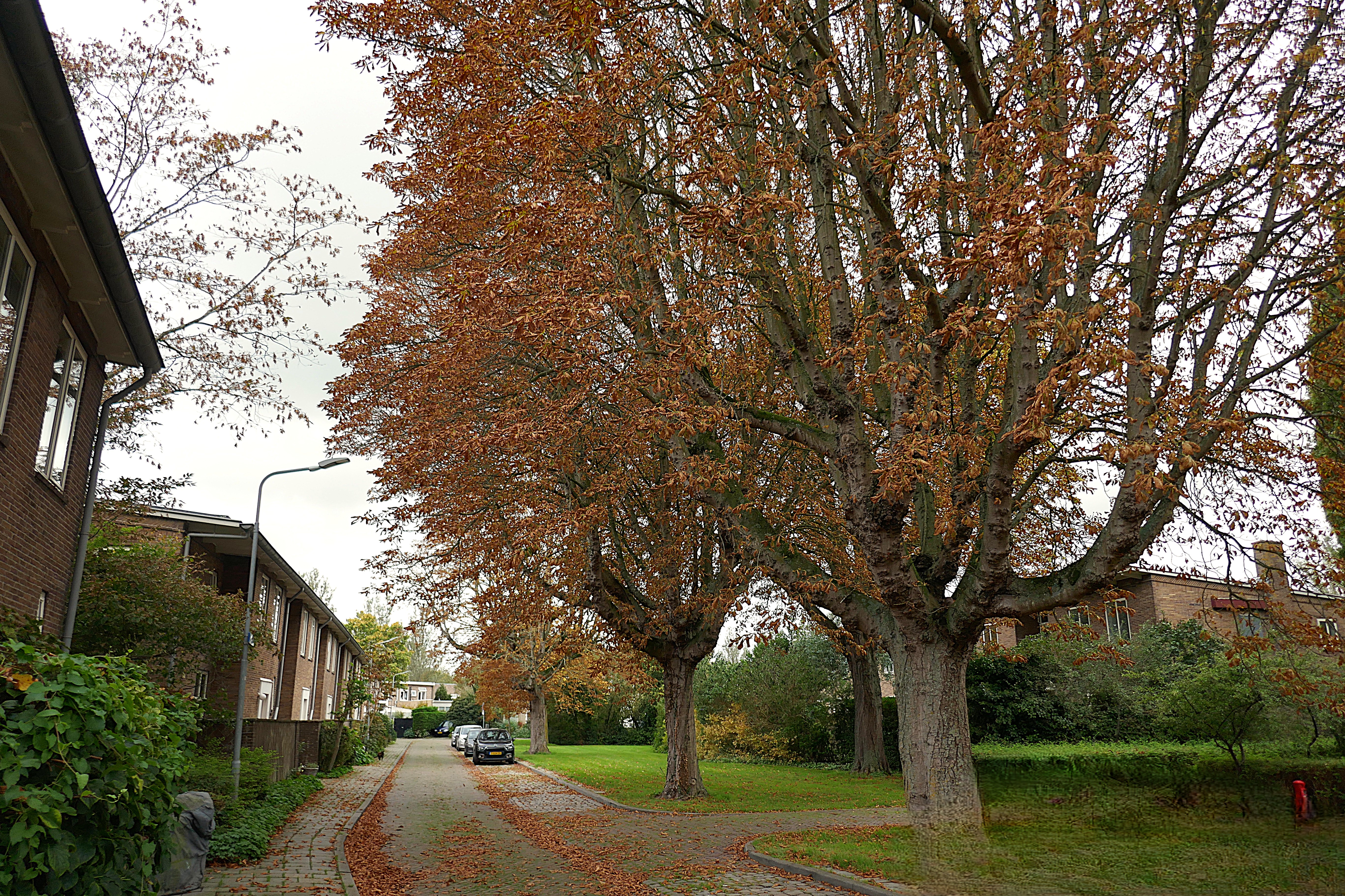 P1010530
