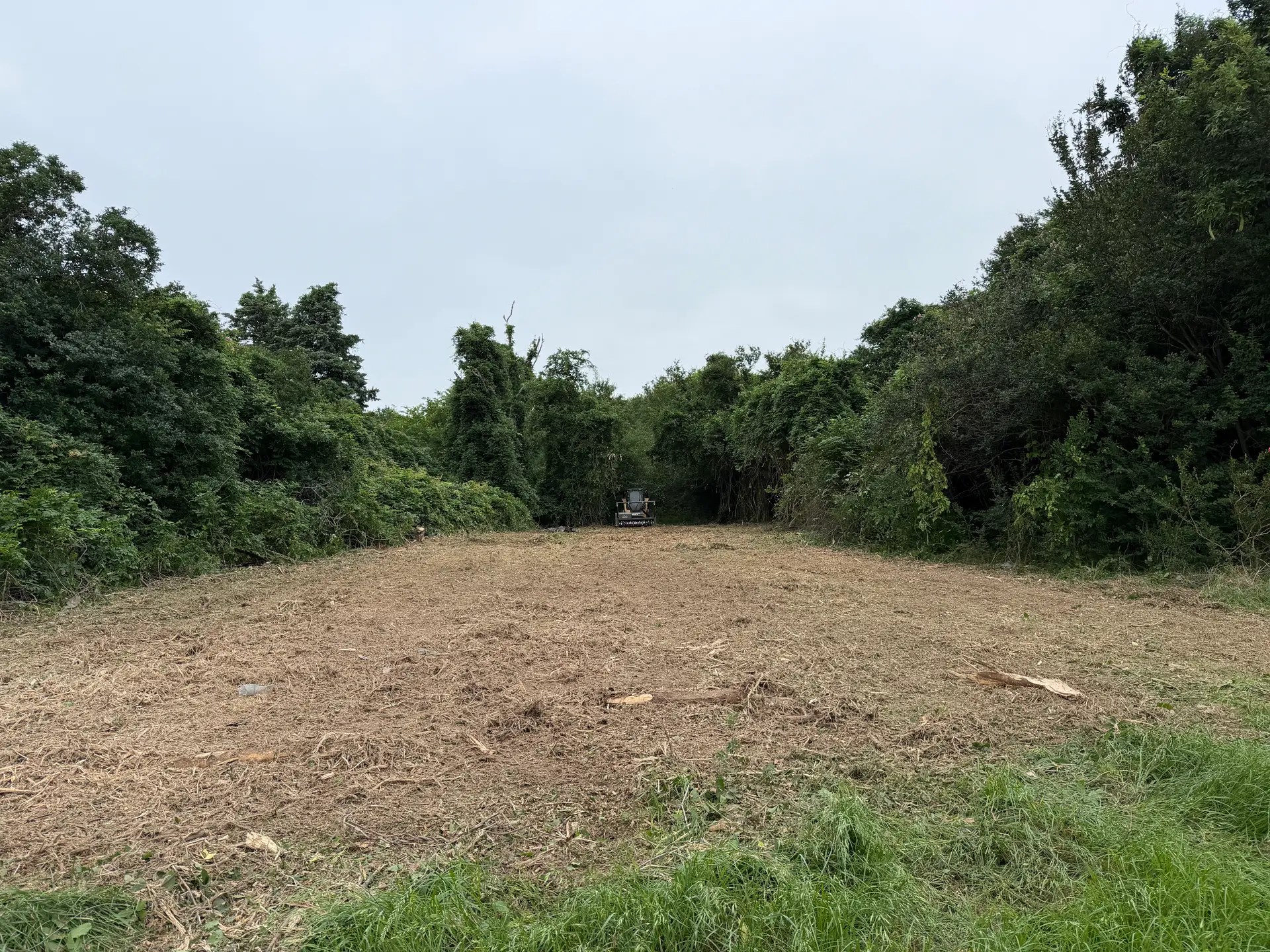 Opened field edge with mulched ground and a standing tree line