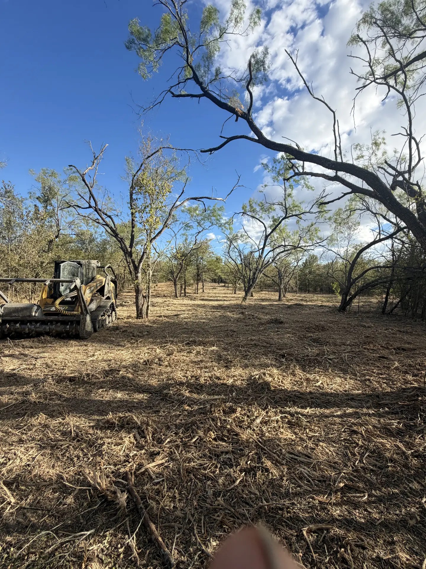 Tracked mulcher working through an open hardwood stand