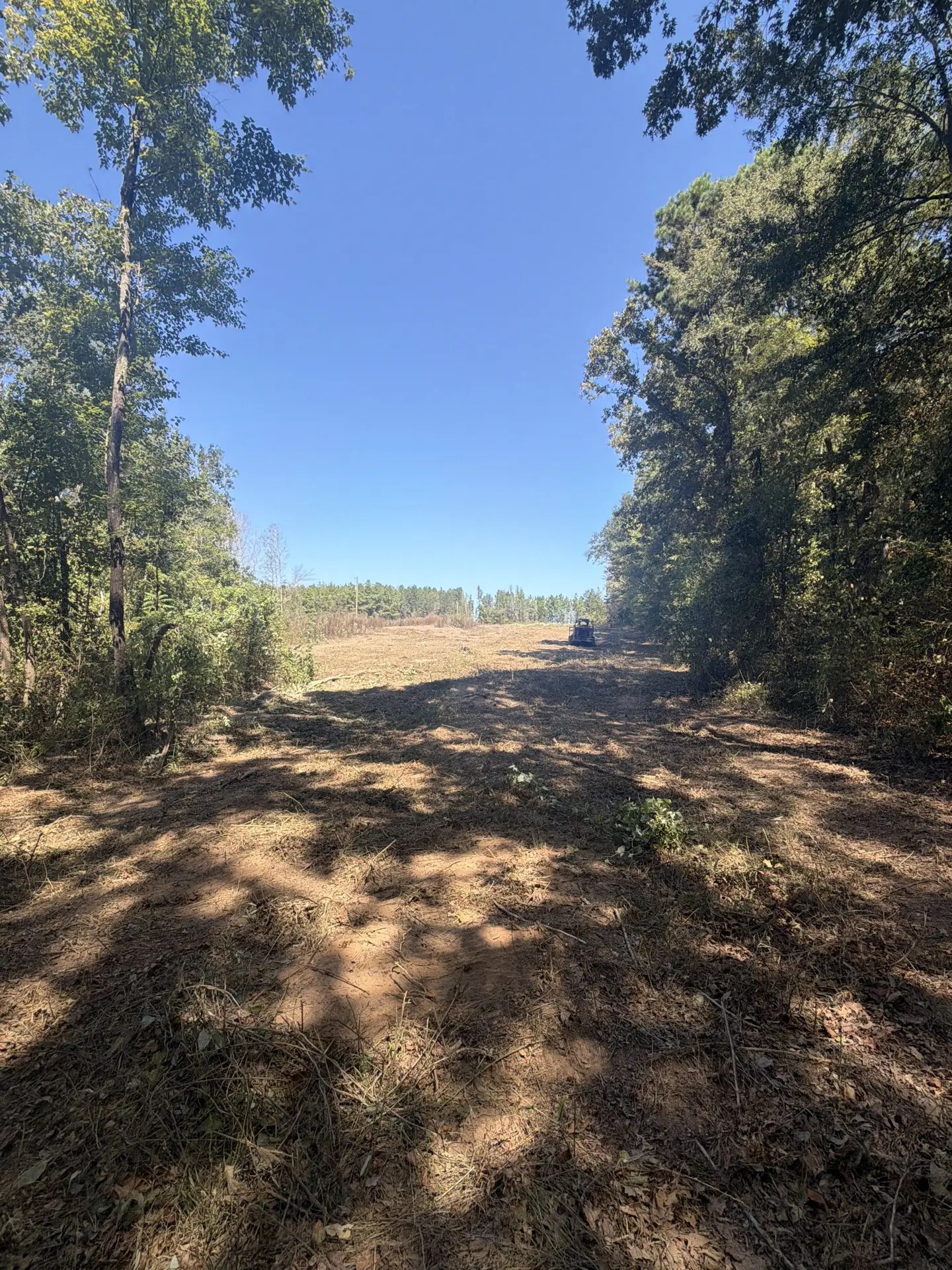 Cleared lane through tall woods with mulch on the ground
