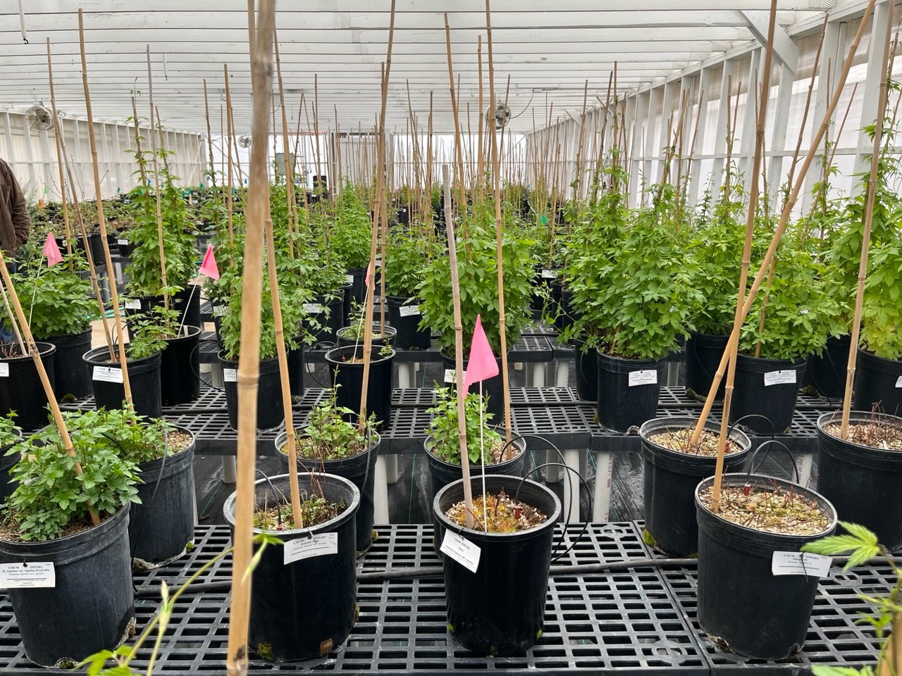 Where the Hops Are Preserved