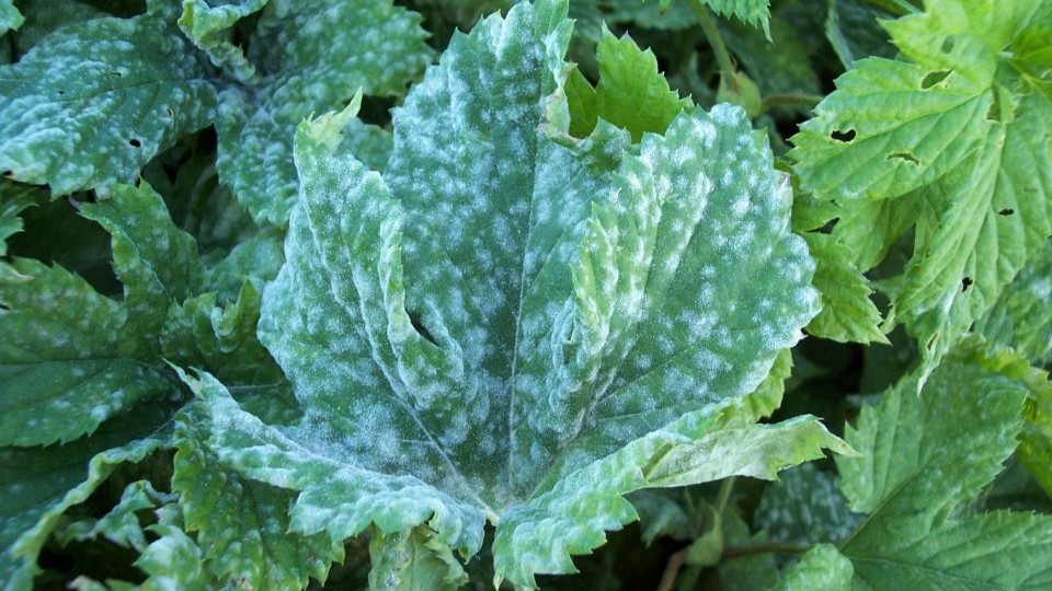 Powdery mildew on hop leaves