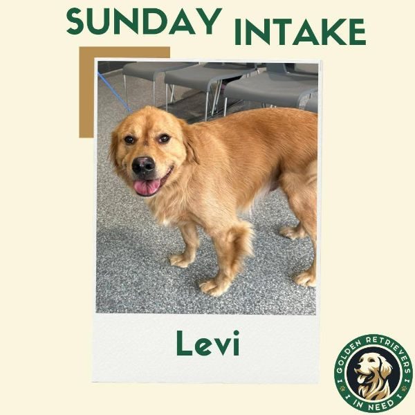 levi
