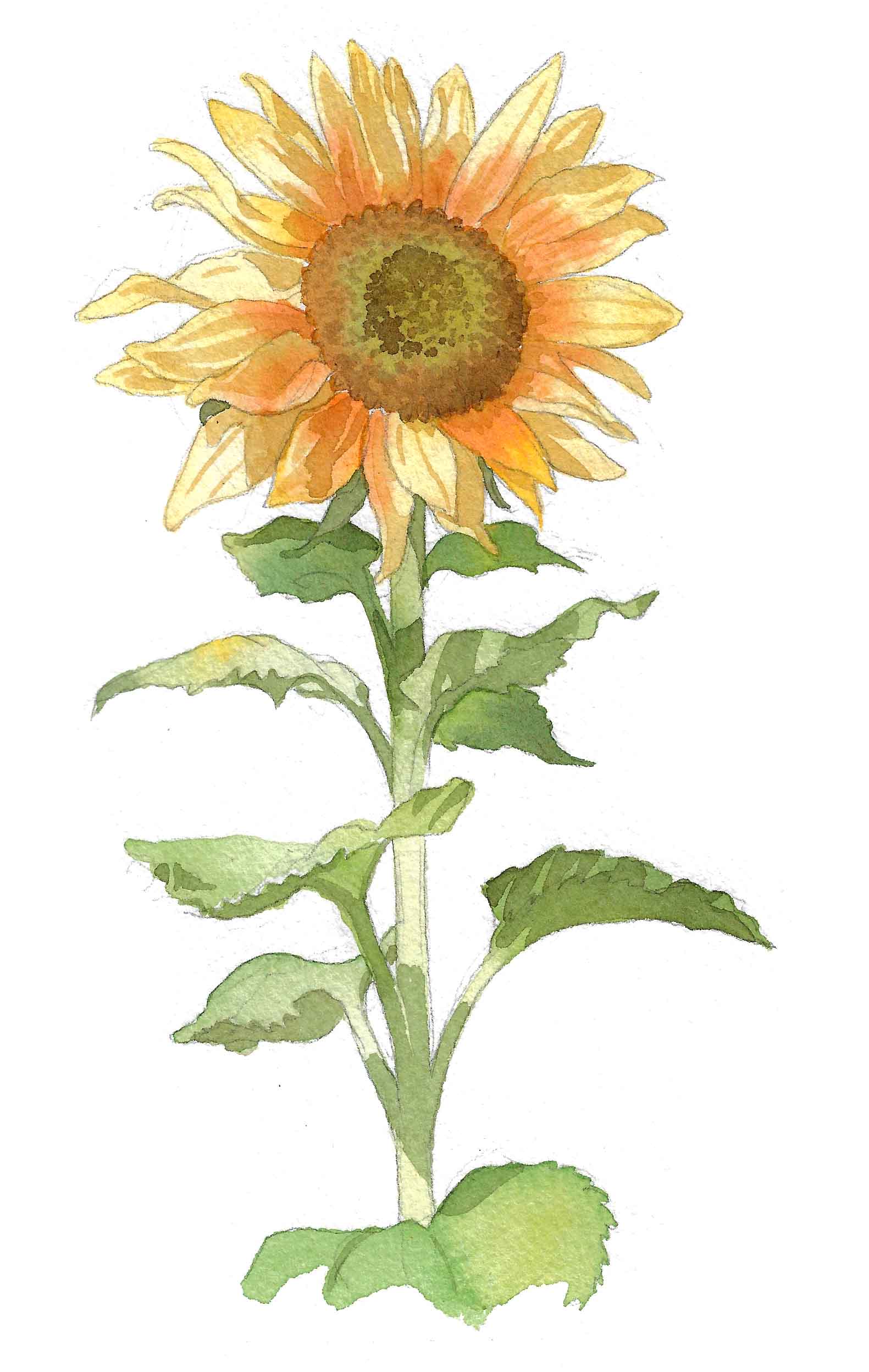 Sunflowerstudy1