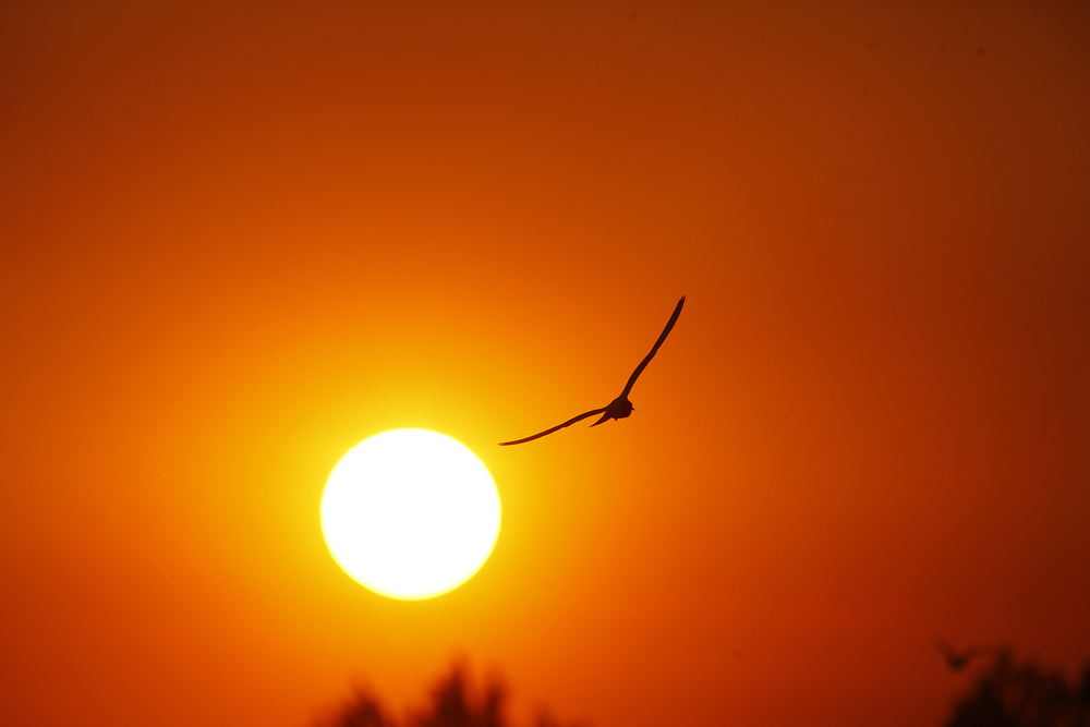 Congratulations You Just Survived The 5 Hottest Years On Record - Modern High Resolution Colorful Illustrations | Free Download