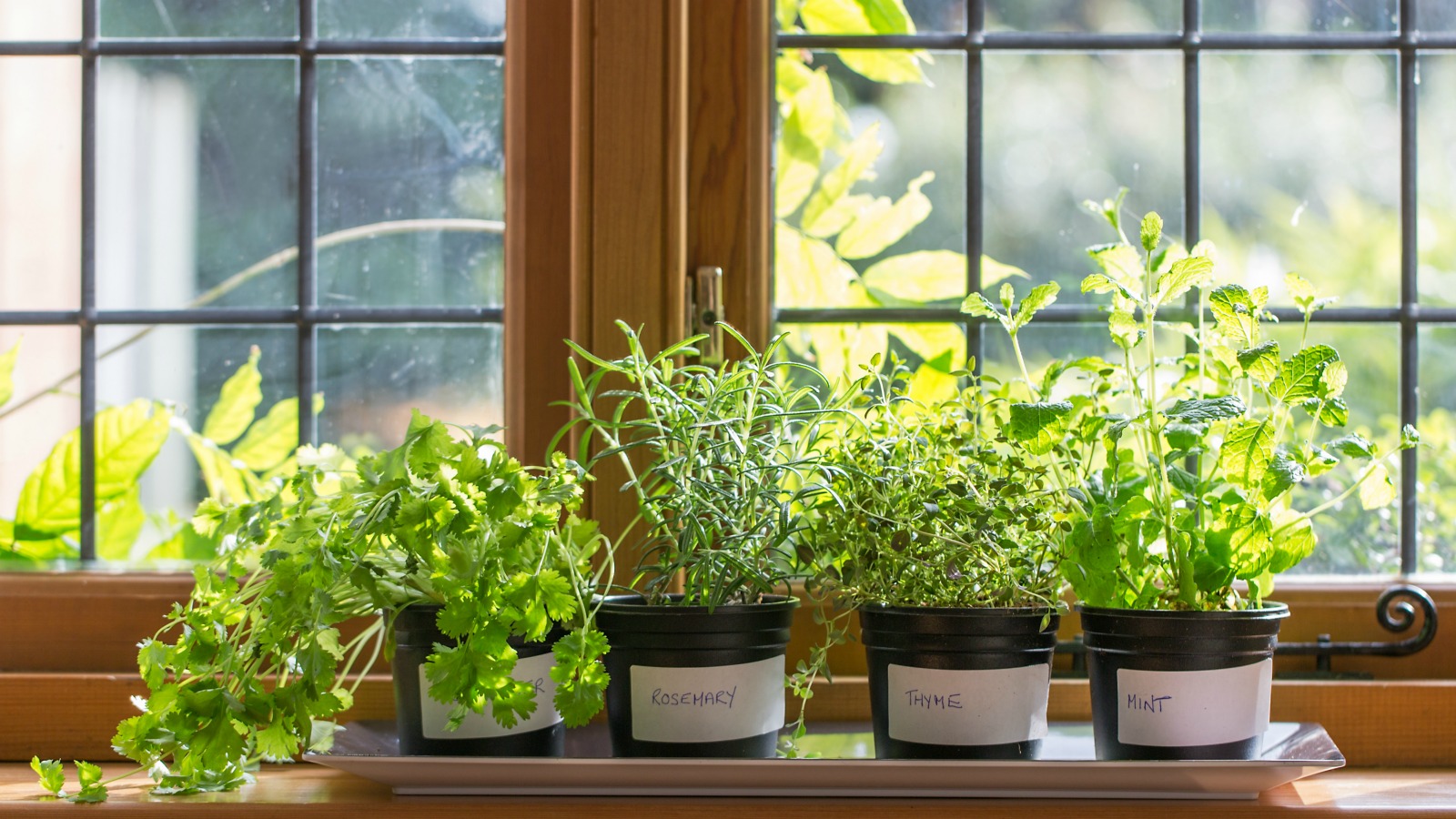 If you have a sunny windowsill or grow light, you can start a diy herb garden filled with mint, sage, oregano, basil, thyme, rosemary and other herb plants. What should you plant if you've never gardened before?