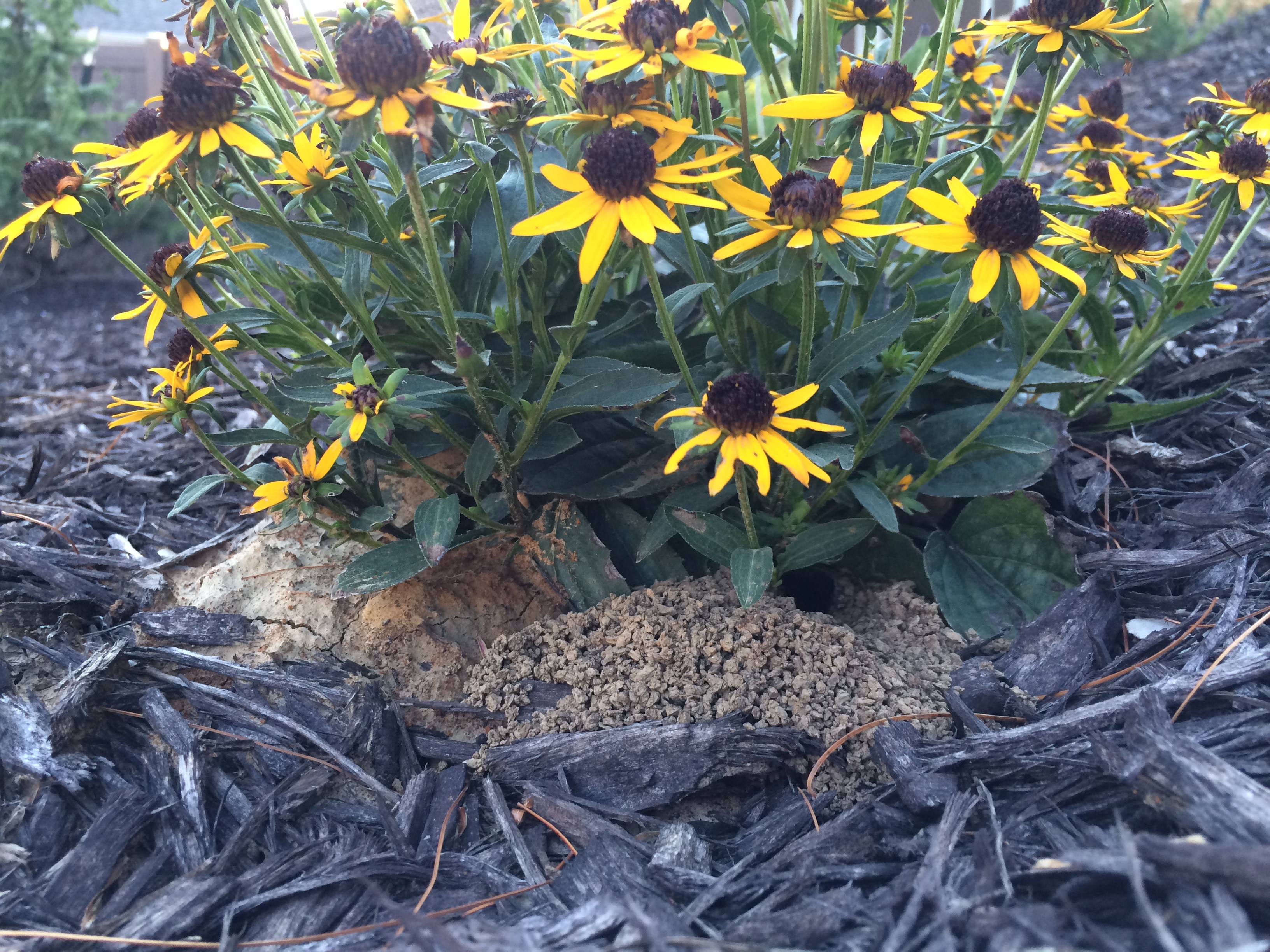 Nests in garden bed.