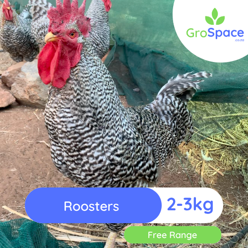 GroSpace - Growspace - Roosters