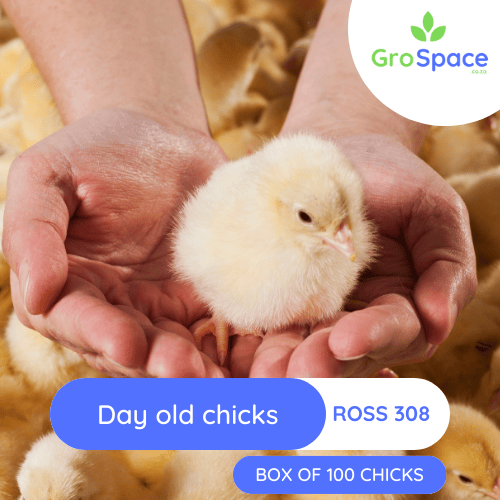 GroSpace - DAY OLD CHICKS ROSS 308 (10)