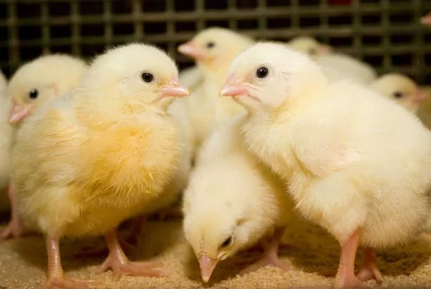 Broiler Day old chicks