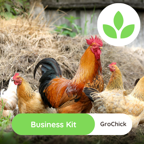 GroSpace - GroChick Business Kit