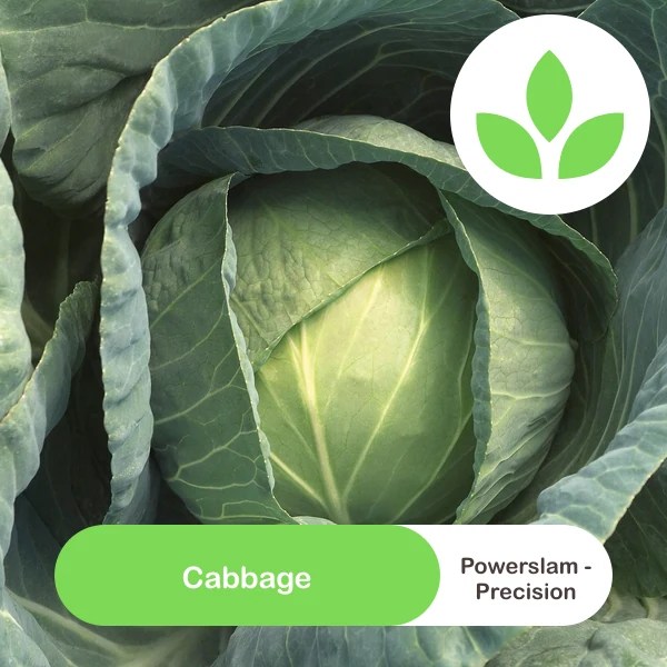 Sakata Powerslam - Precision Cabbage seeds - GroSpace