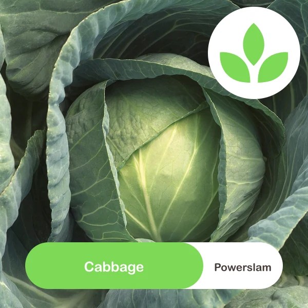 Sakata Powerslam Cabbage seeds - GroSpace