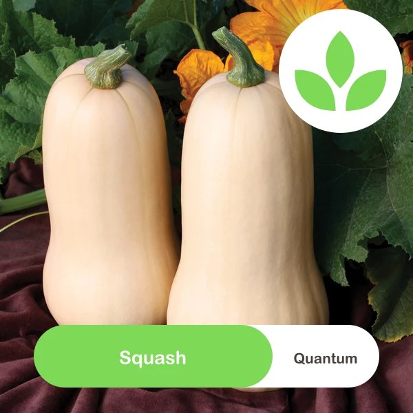 Sakata Quantum Squash seeds - GroSpace