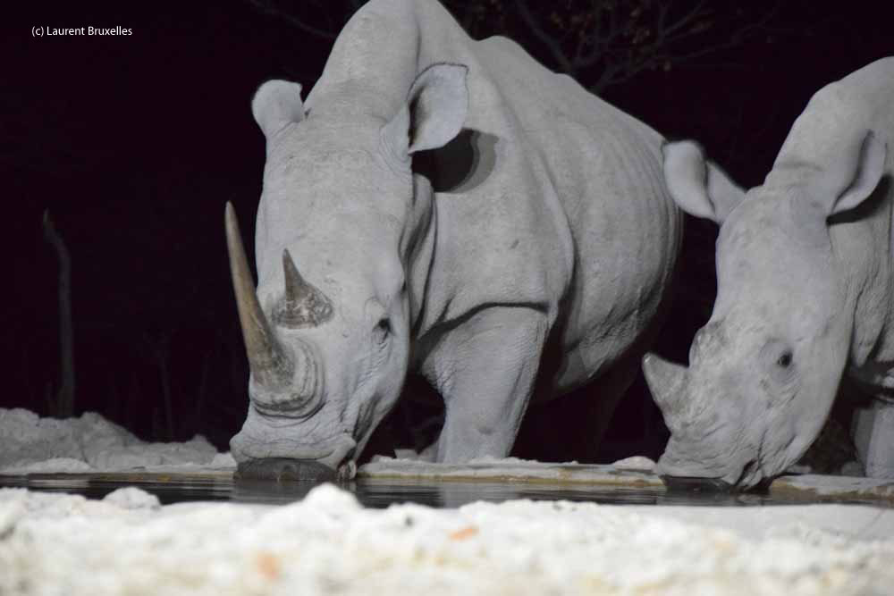 Dans le Parc d'Etosha (c) Laurent Bruxelles