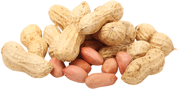 Akyurek Technology Peanut Groundnut Processing Equipment - Classic Dark Image - 4K