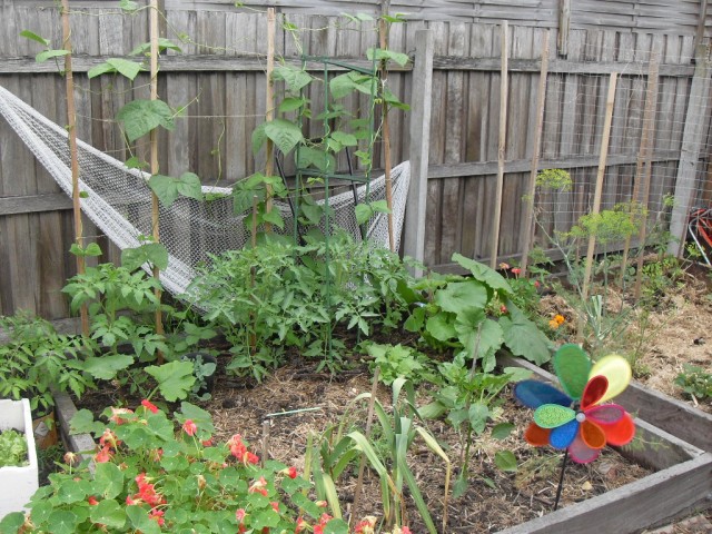 garden plot growing