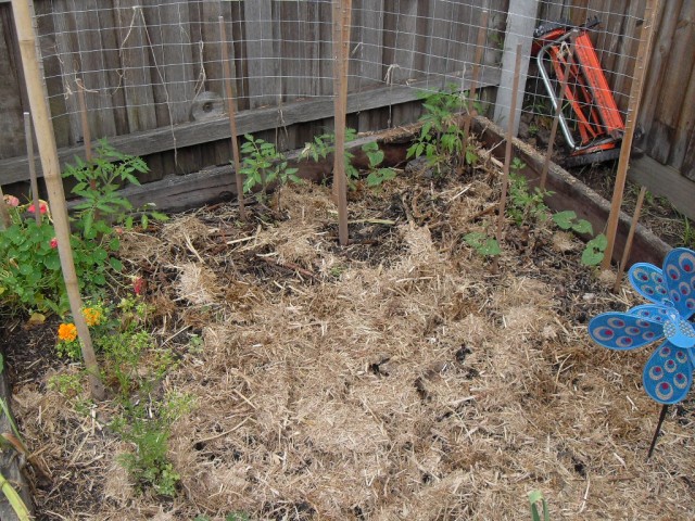 garden Plot for summer