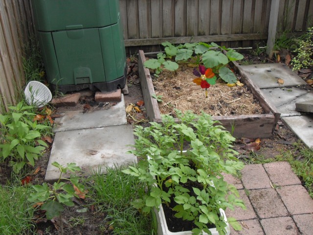 Plot 3 with a number of different plants