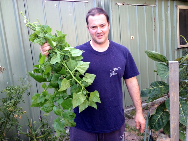 NZ spinach a Genziuk with crop of warrigal greens grown in backyard