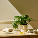 Root Rot Houseplants Signs and Rescue setup with drooping plant and repotting tools