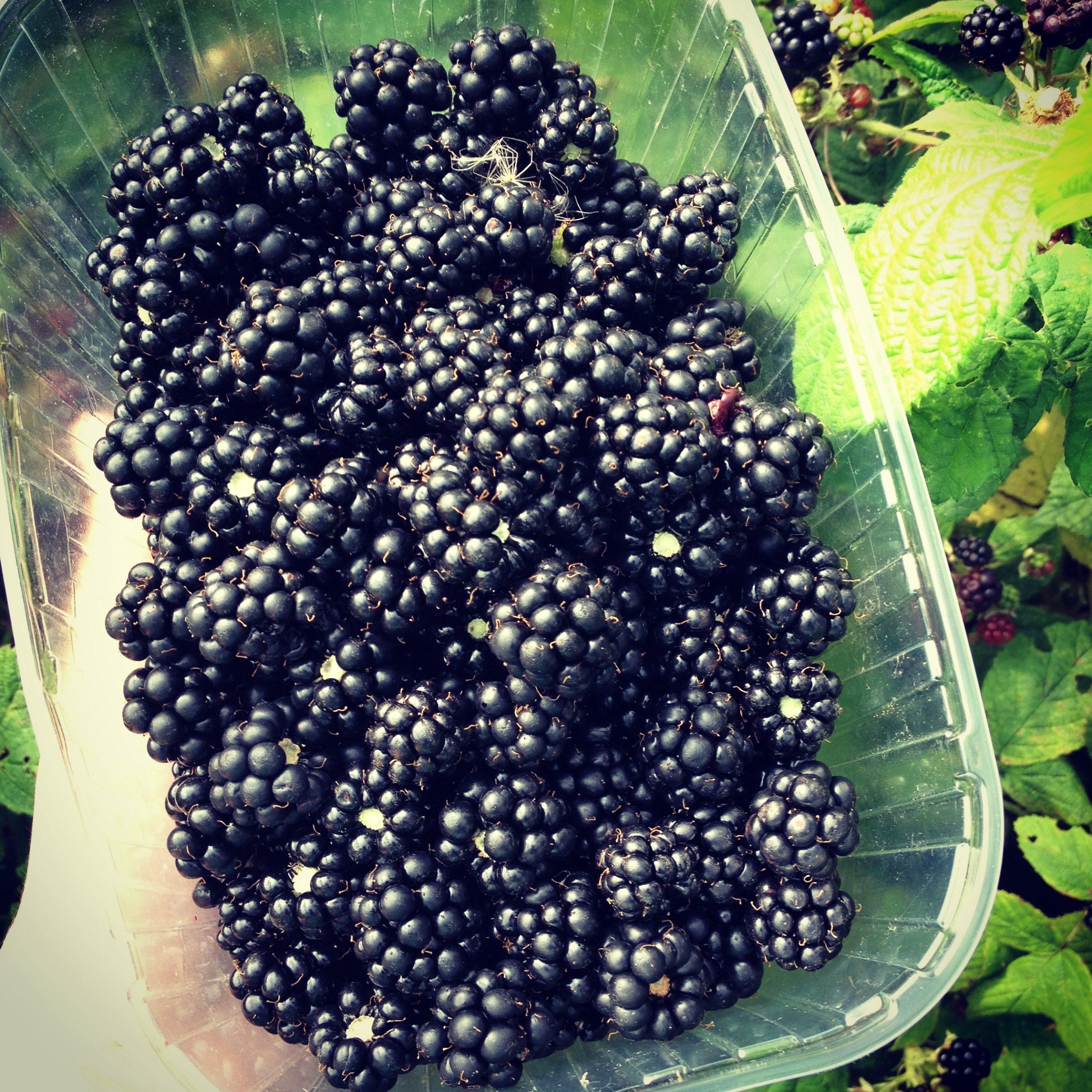 bounty