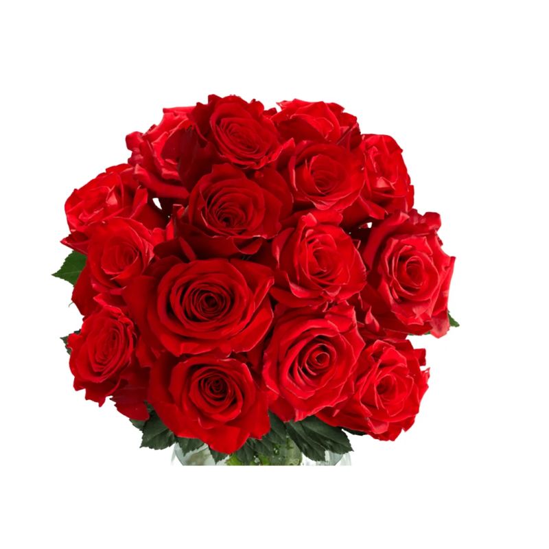 Red Roses Growing Global - High Resolution Colorful Wallpapers for Desktop
