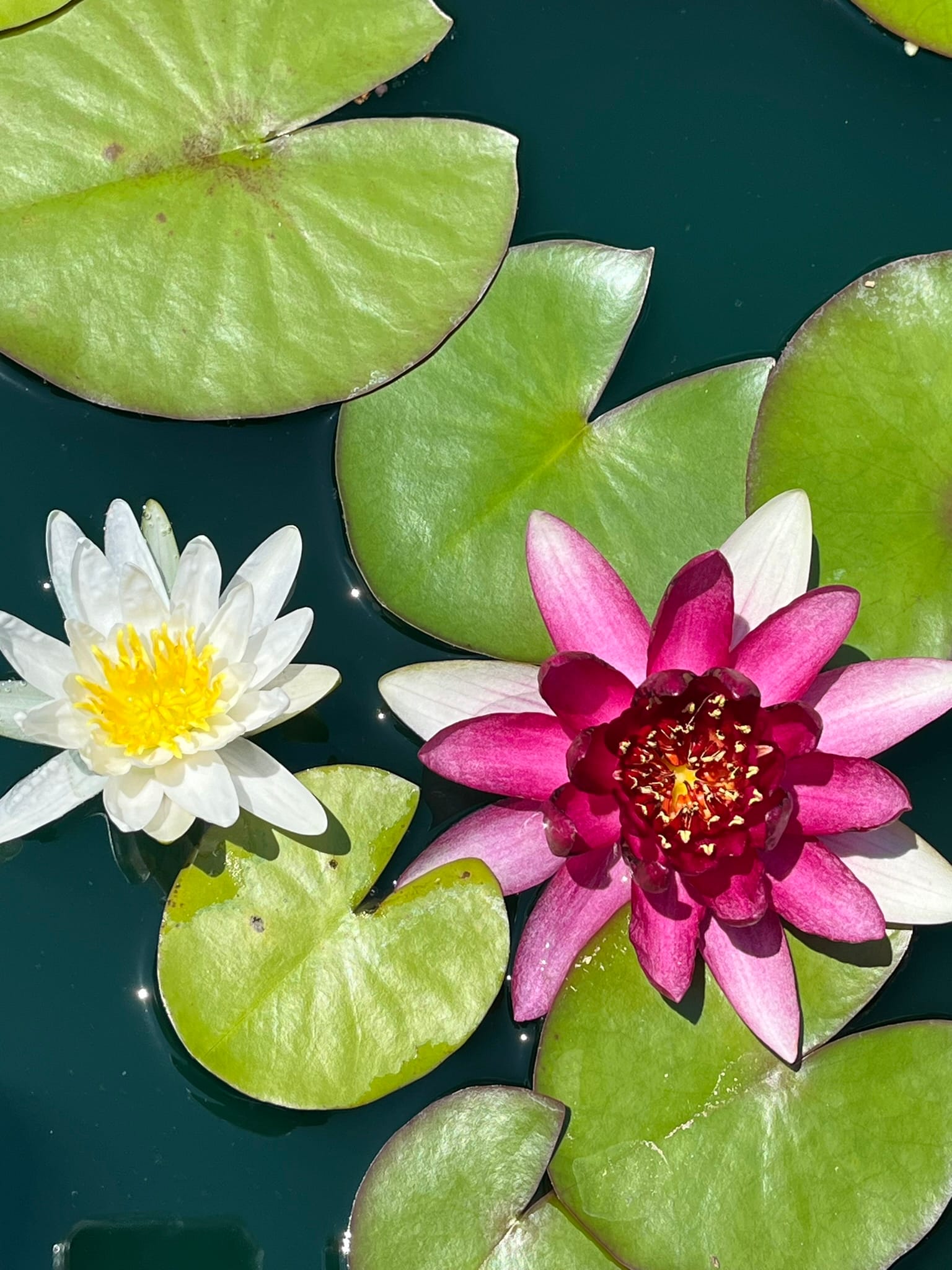 Albida and Indiana Water Lilies
