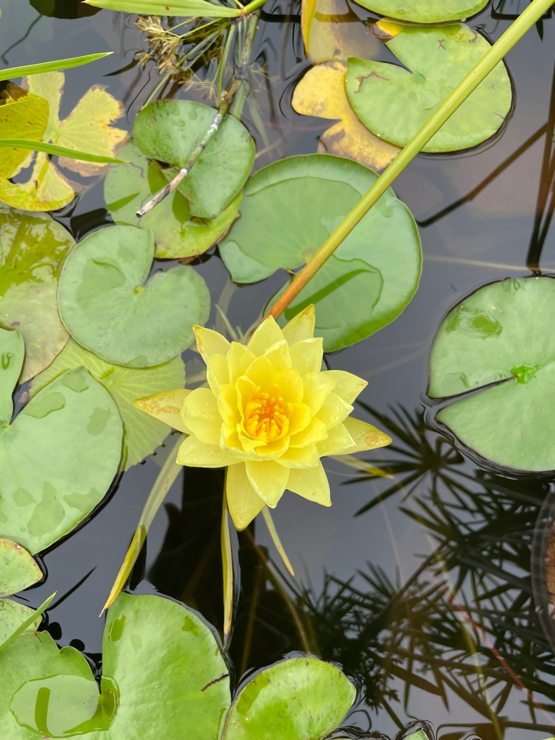 Chromatella Water Lily