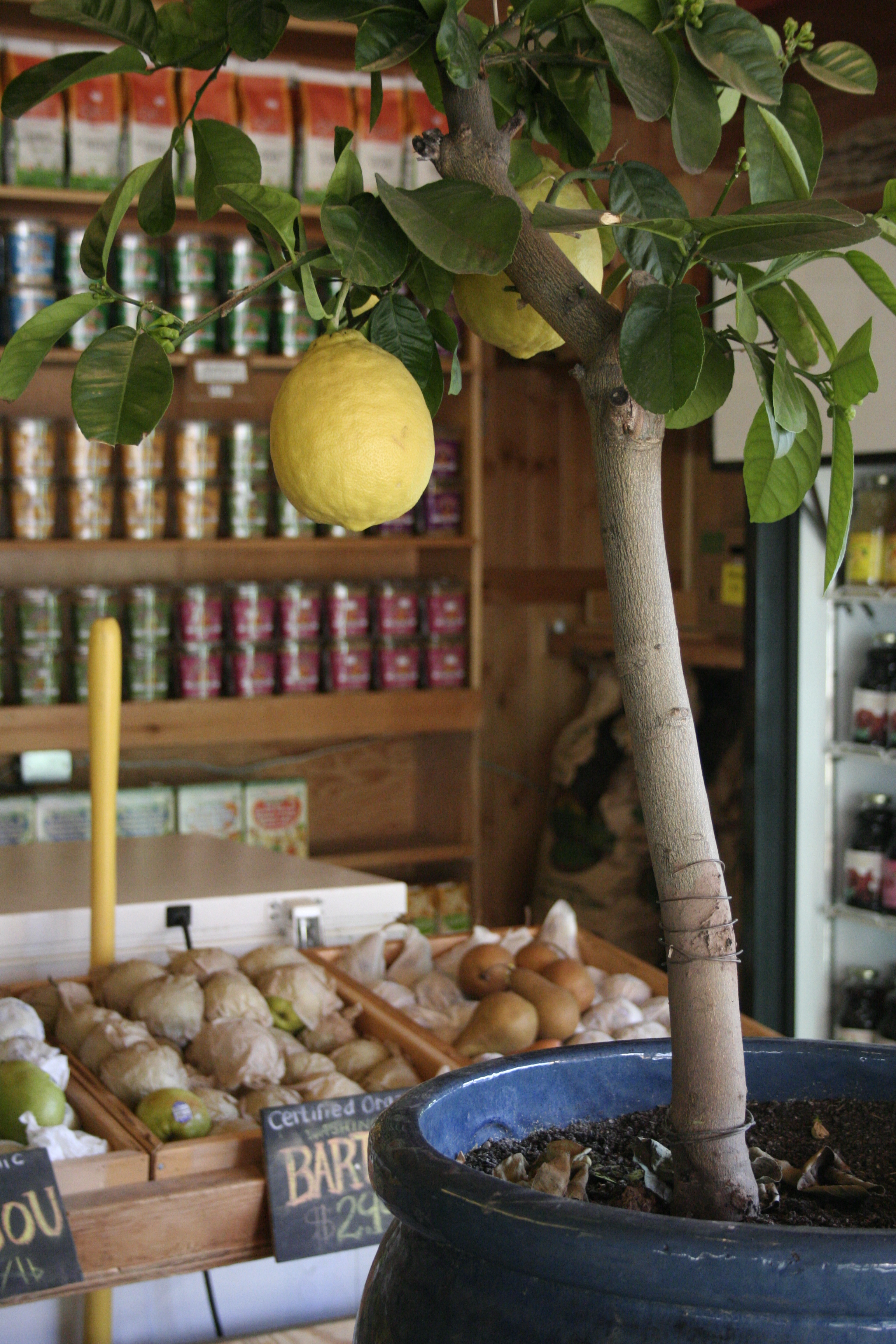 Proper Tree Care Tips To Help Lemon Trees Grow Indoors