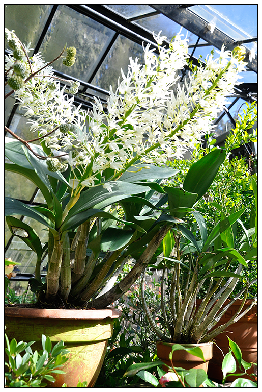 Giants of the Orchid World - Growing With Plants