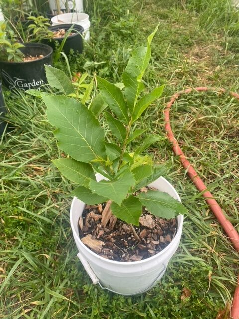 pecan from seed