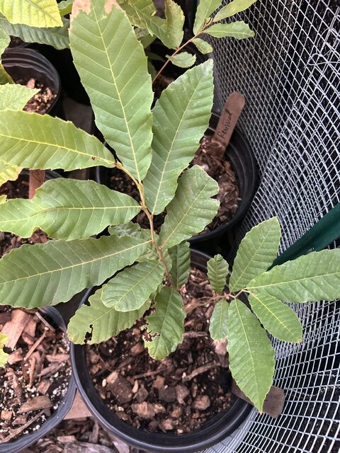 Revival chestnut seedling