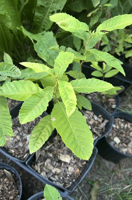 Young sapling with bright green serrated leaves growing in a black plastic pot on a gravel surface.