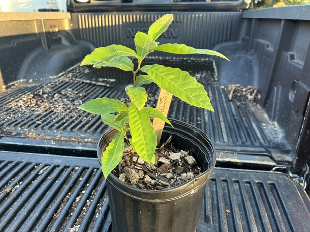 Empire Elite Select chestnut