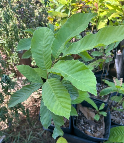 Peach chestnut seedling