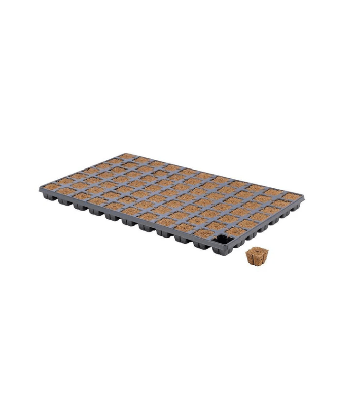 Cube de Germination Eazy Plug 77pcs