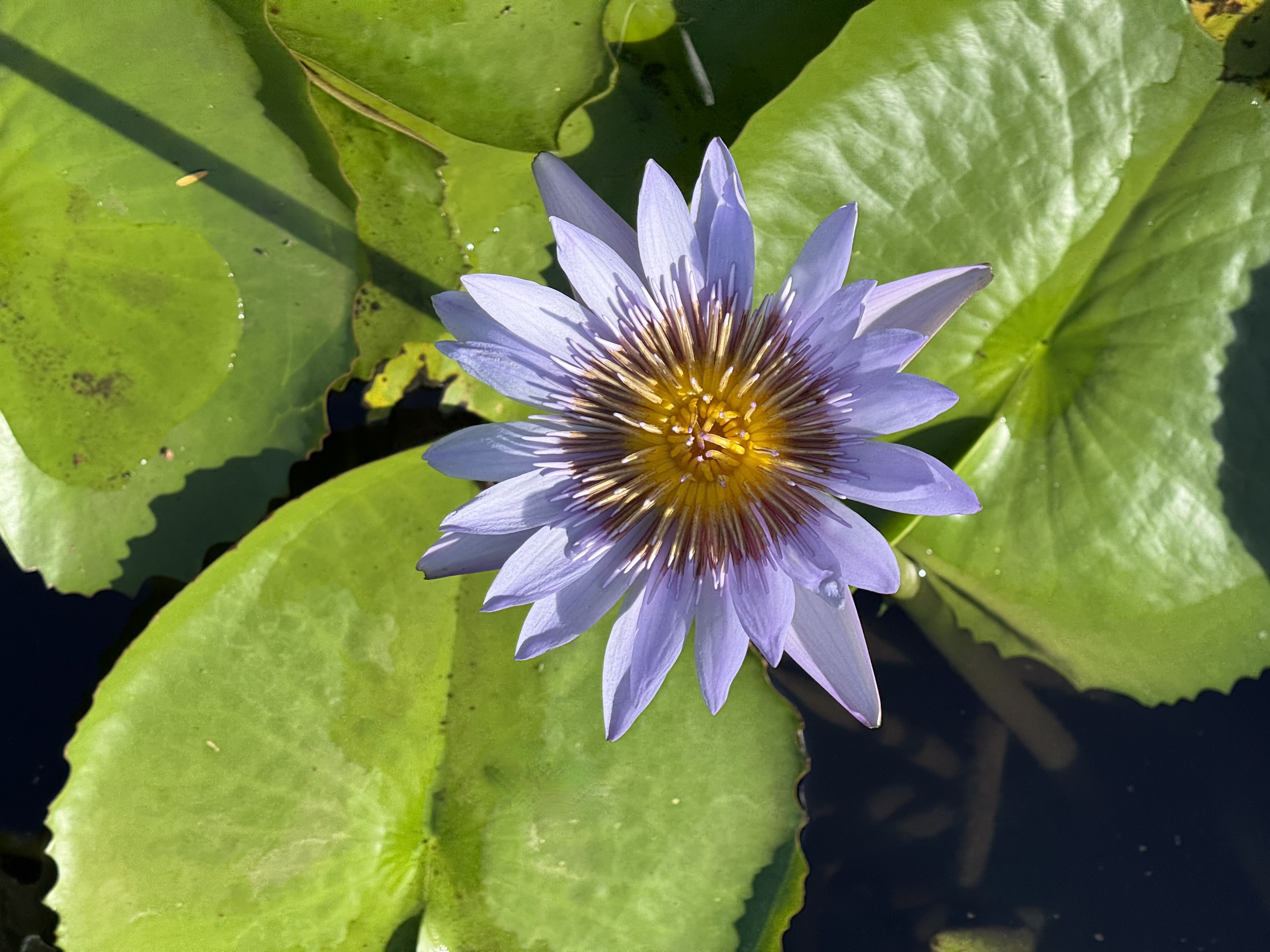 Blume im Wasser
