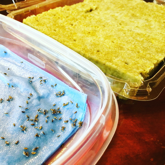 How to Test Germination Rates in Seeds … Did our six year old lettuce