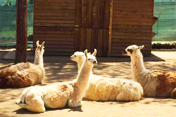 Gulhane Park Istanbul International Travel News