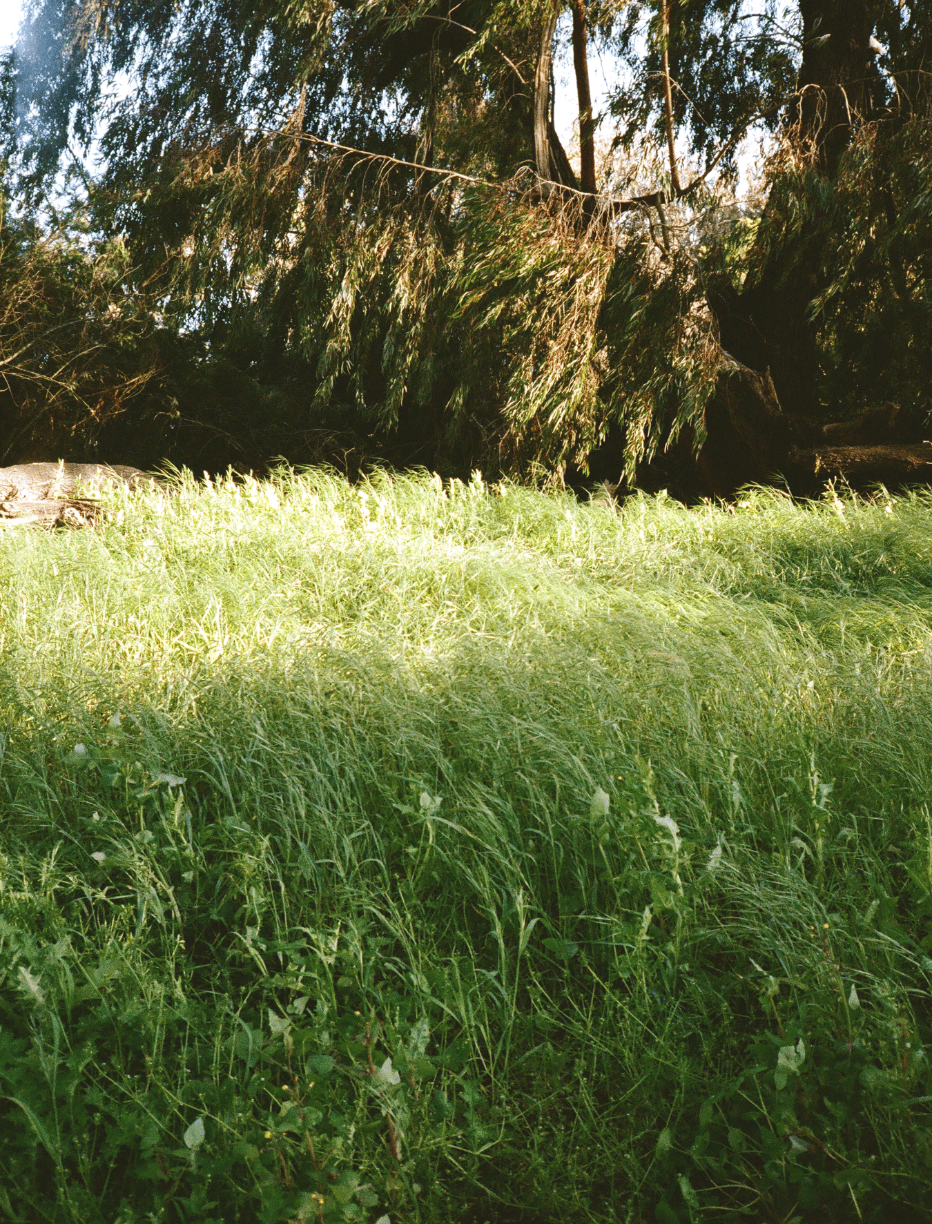 grassroot