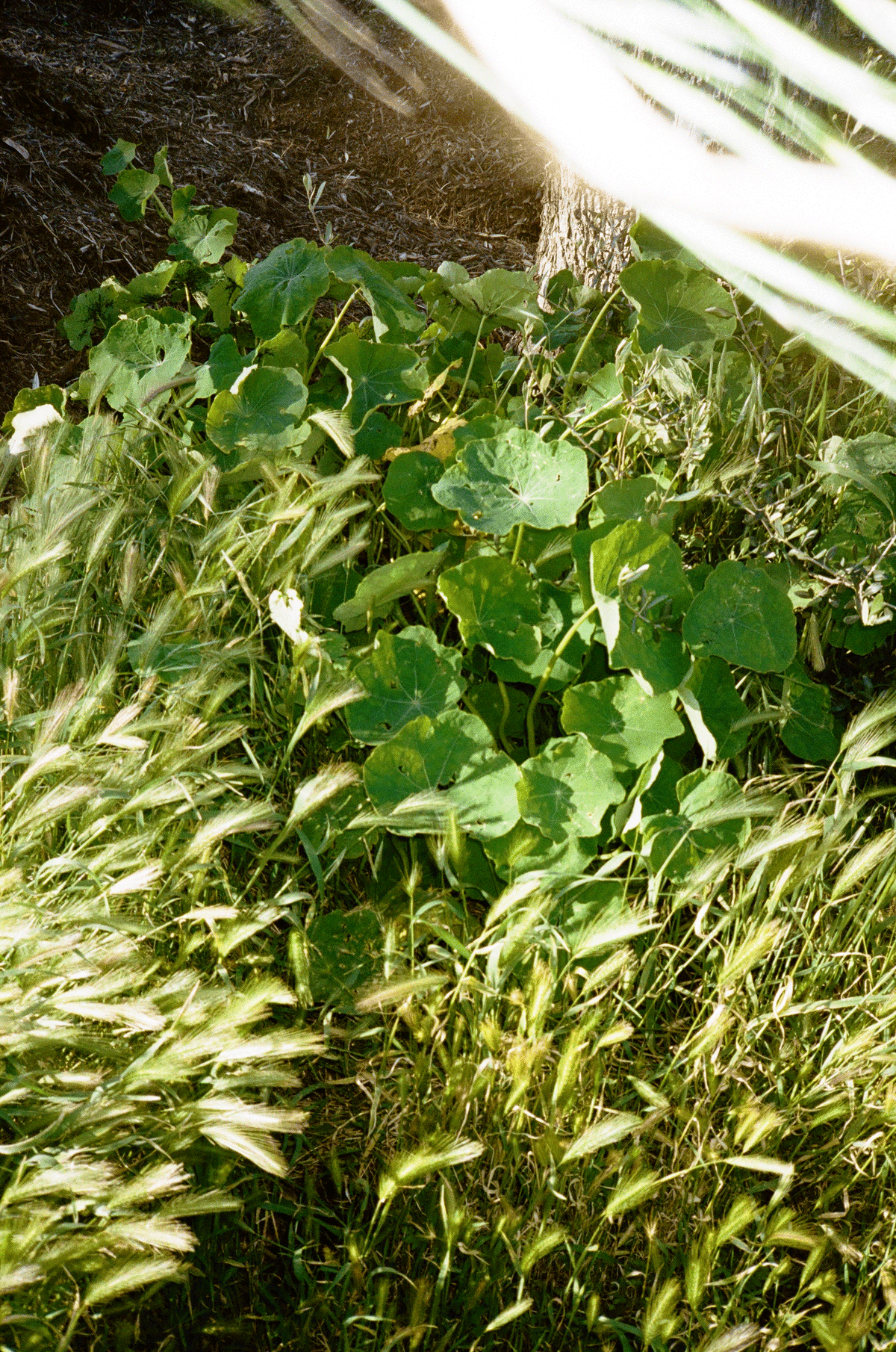 grassroot