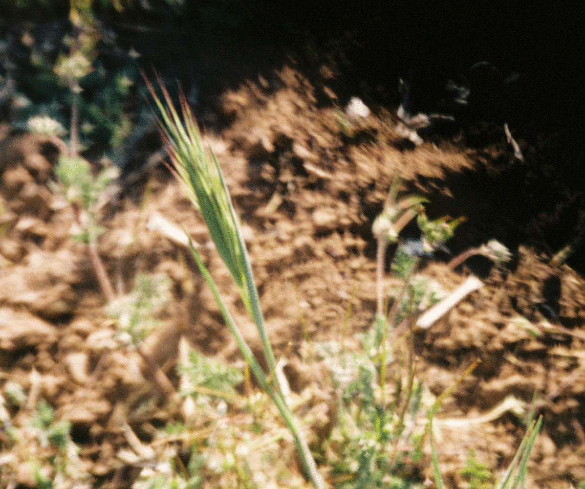 grassroot