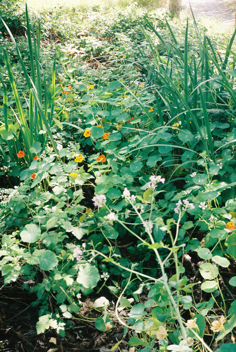 grassroot