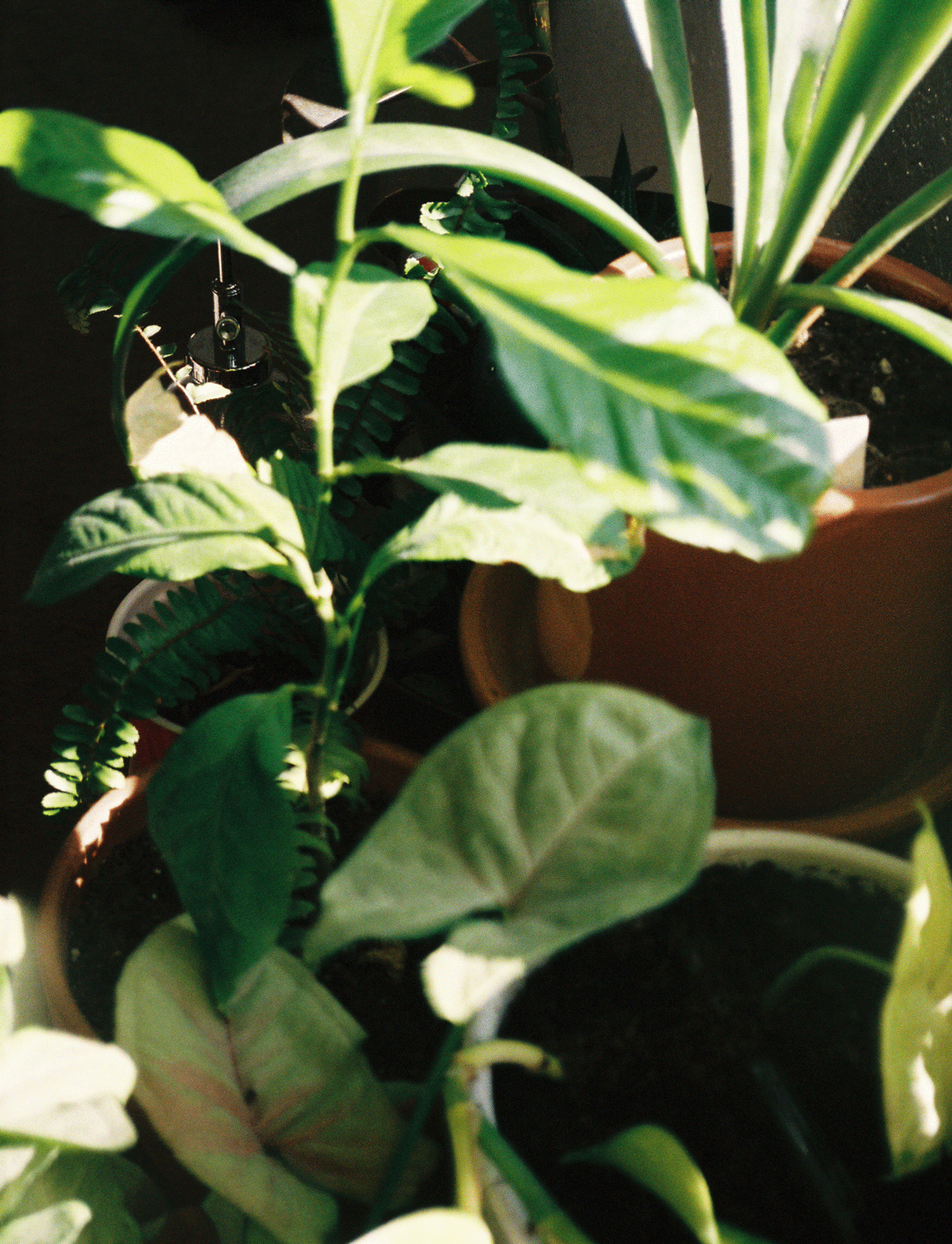 grassroot
