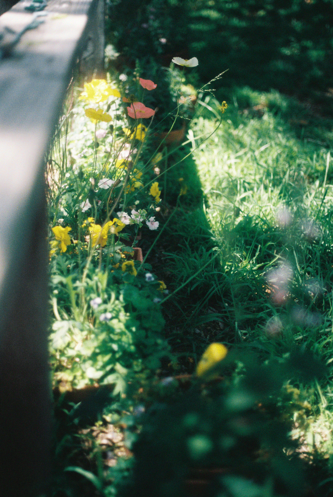 grassroot