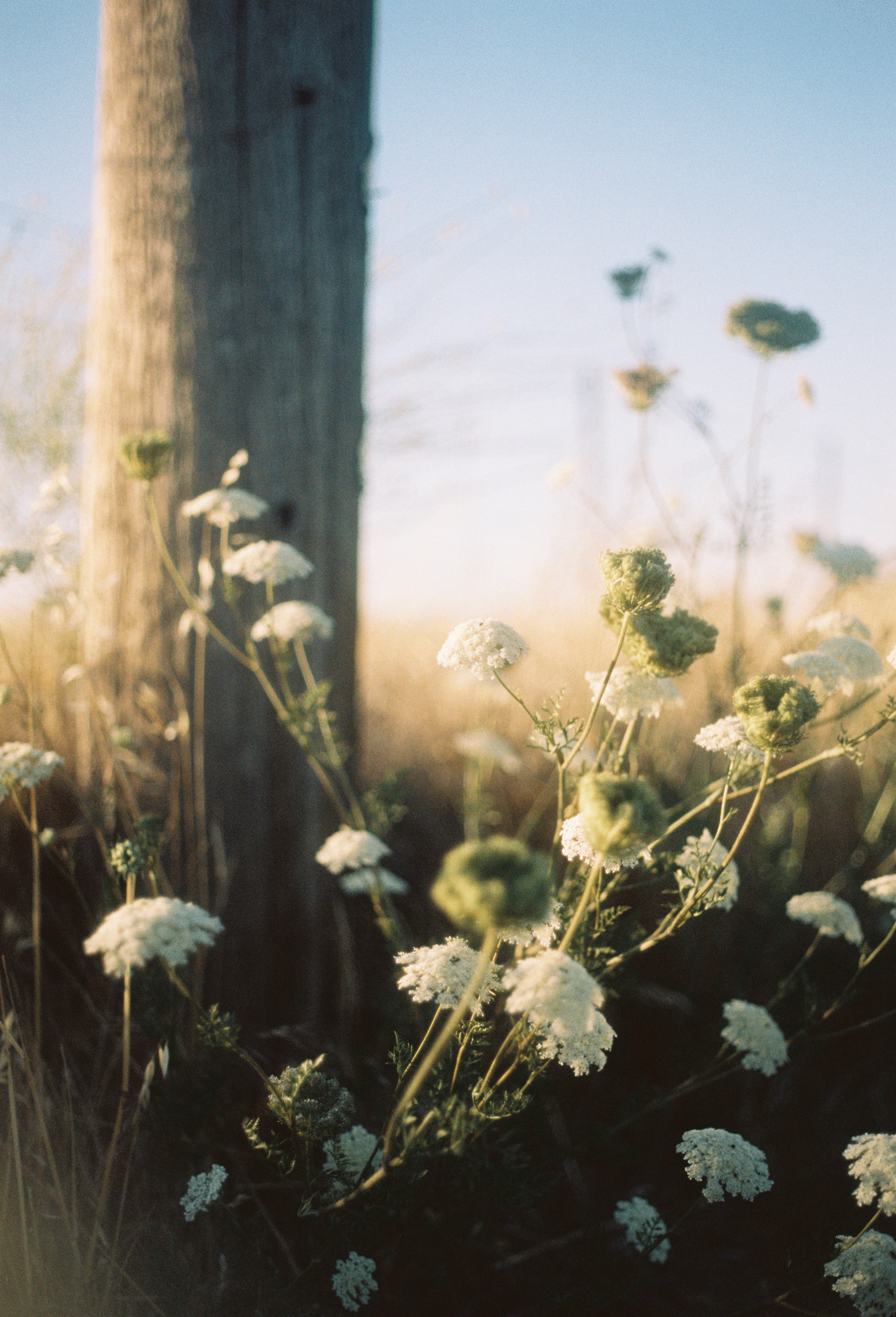 grassroot